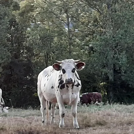 De La Butte Le Charme De La Normandie Entre Terre Et بيت للعطل